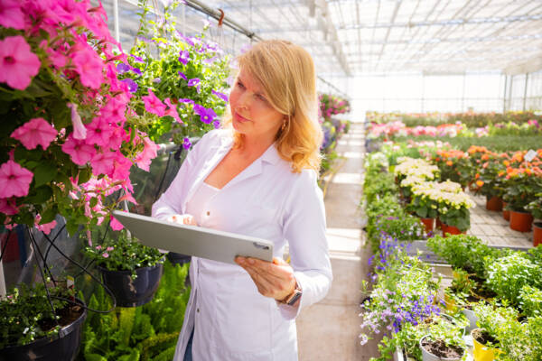 Horticultural professional uses a tablet while inspecting flowering ornamental plants in a greenhouse.
