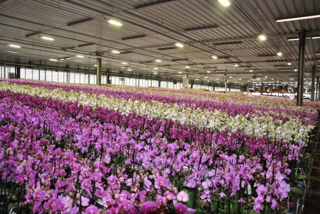 Rows of pink and white potted Phalaenopsis orchids growing in a greenhouse.