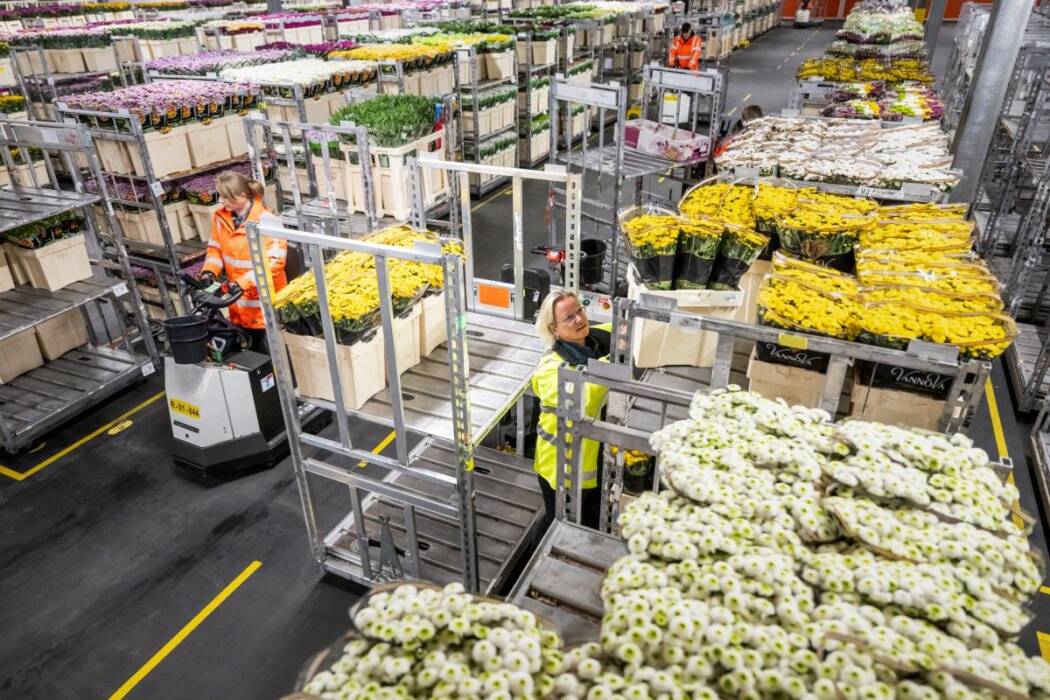Workers move trolleys of cut flowers through a busy flower logistics hall.