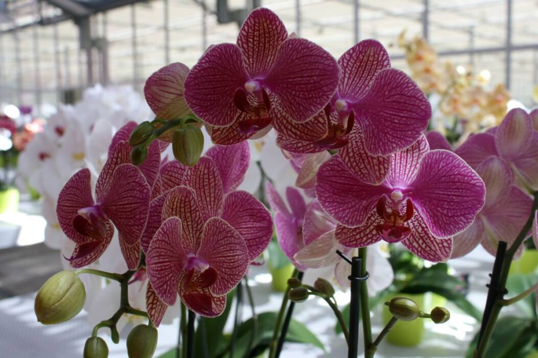 Pink veined Phalaenopsis orchids growing in a greenhouse.