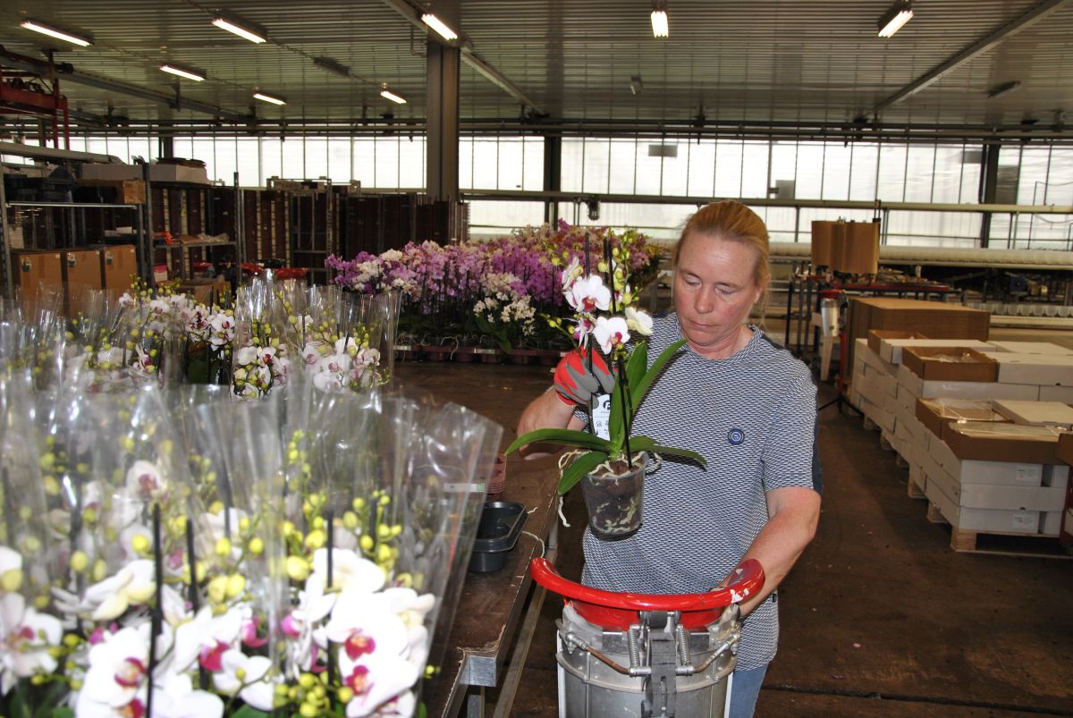 A worker handles potted Phalaenopsis orchids in a greenhouse packing area.