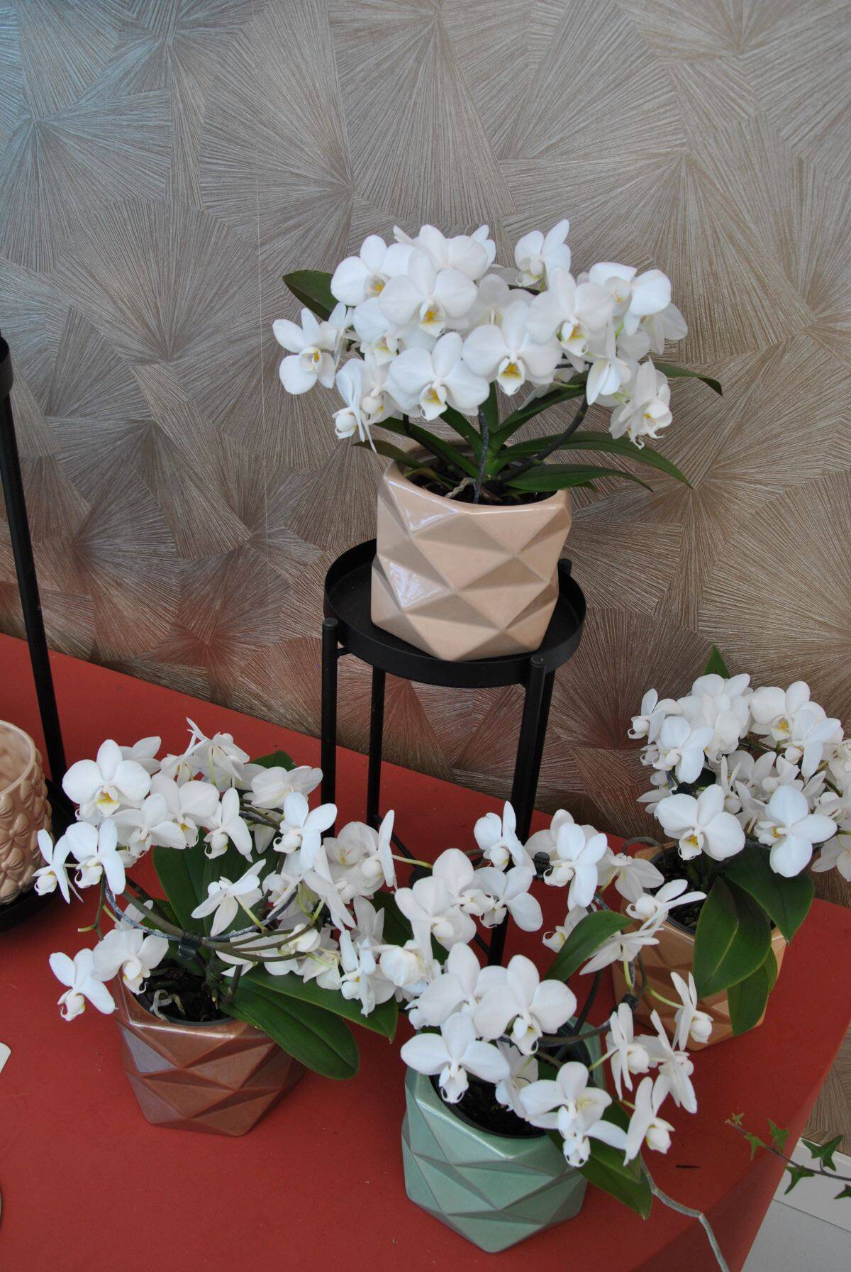 White potted Phalaenopsis orchids displayed in decorative pots.