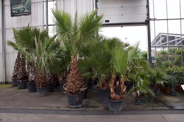 Miniature palms in pot plants on a decking