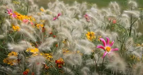 International Horticultural Exhibition 2019 Beijing, China