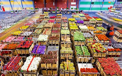 Flower auction market group