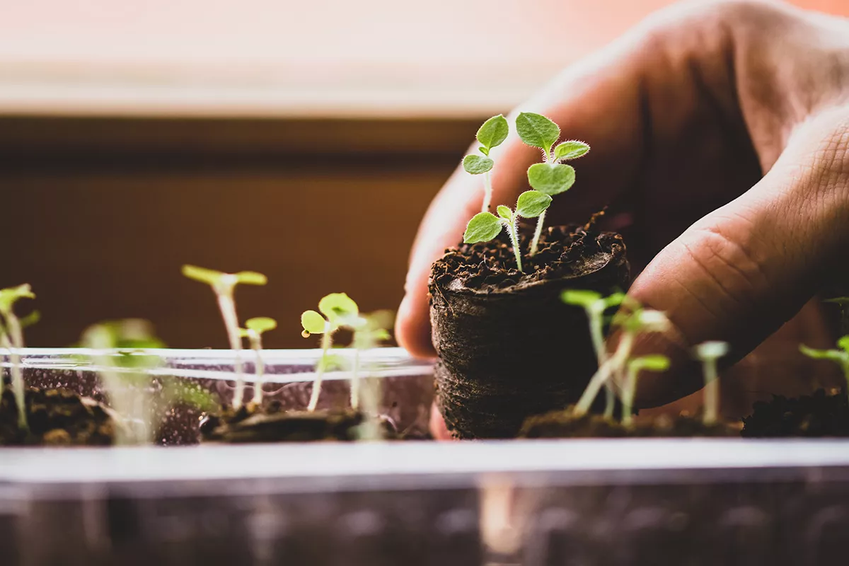 Person holding seedling