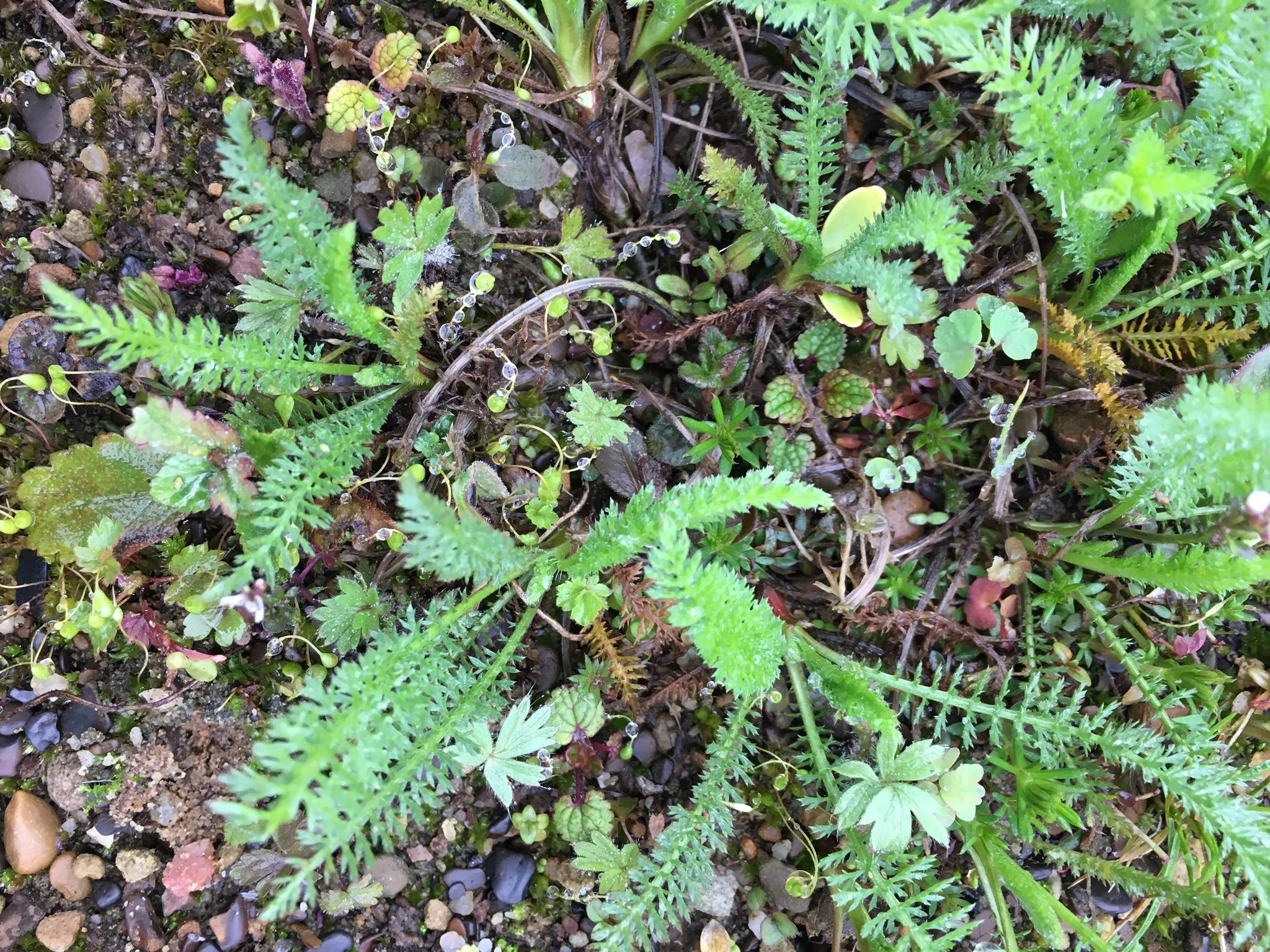 Sheffield biodiverse urban perennial meadow
