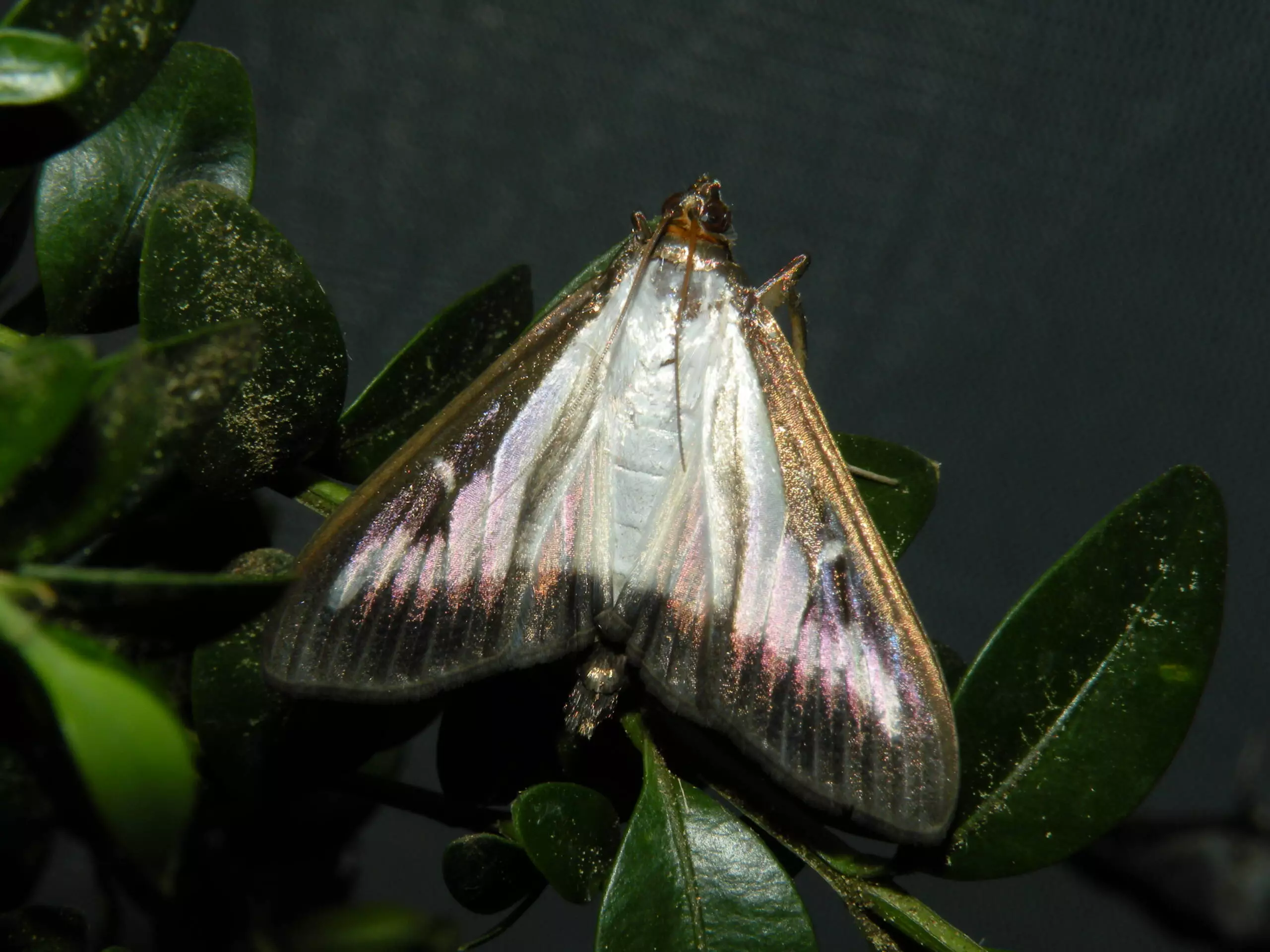 Invasion management of the box tree moth • AIPH
