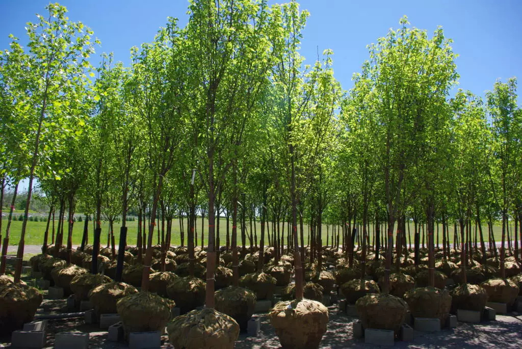 Ball and burlap trees, at Brookdale Treeland Nurseries.