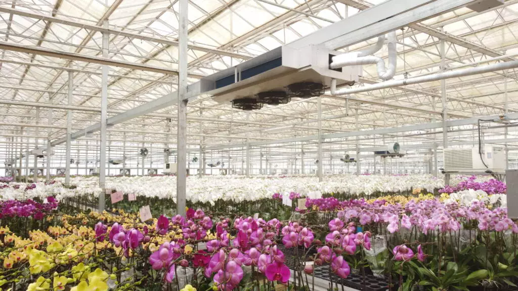 The company has invested in state-of-the-art glass greenhouses and an advanced environmental control system to maintain high-quality products and a steady year-round production of 1.8 million stems of cut Phalaenopsis per year in Vietnam.