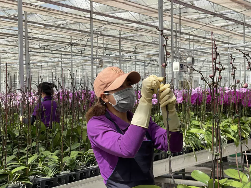 Dedicated staff members attend the crop from potting to harvesting.