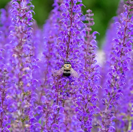 Plant Profile: New World Salvias • AIPH