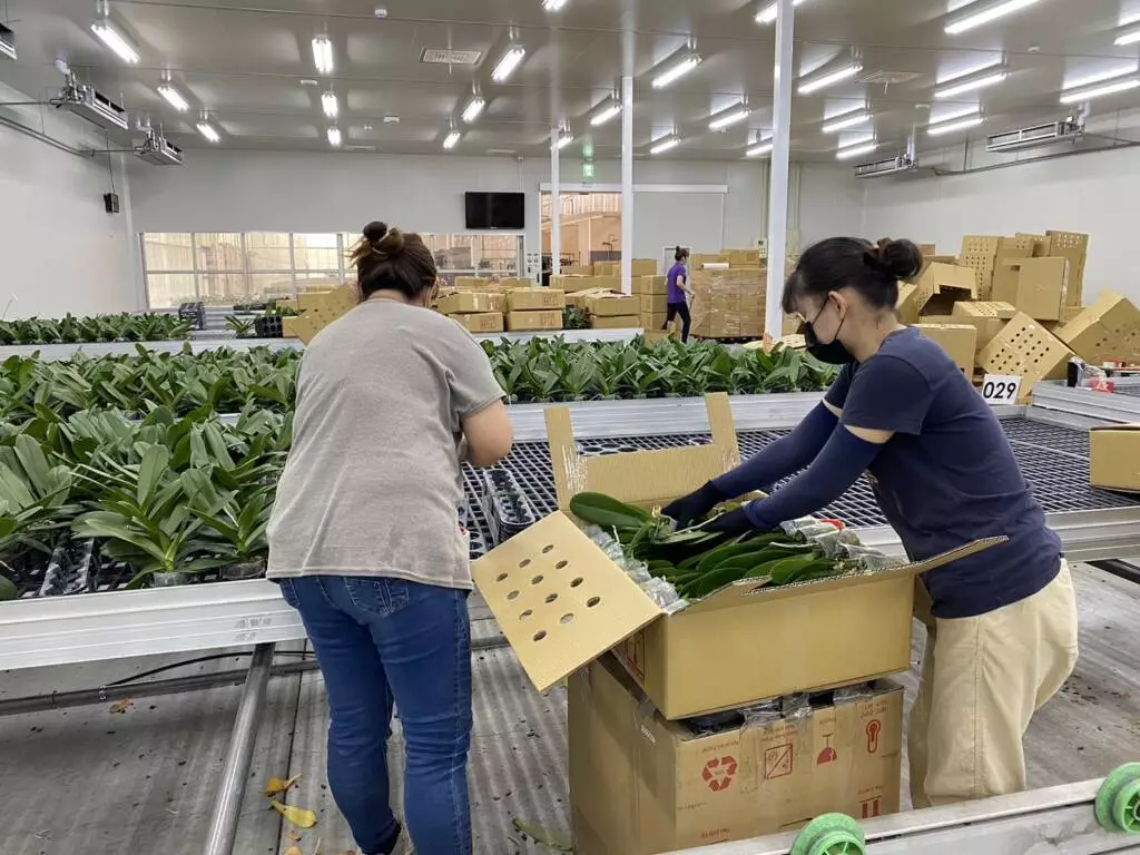 On the shipping day, workers finish packing before 5pm, and the truck will transport the cargo to the airport, which takes around a 6-8 hours night drive to arrive at Ho Chi Minh airport.