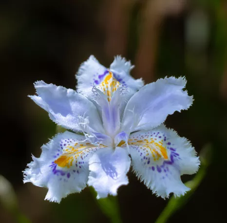 Iris Japonica