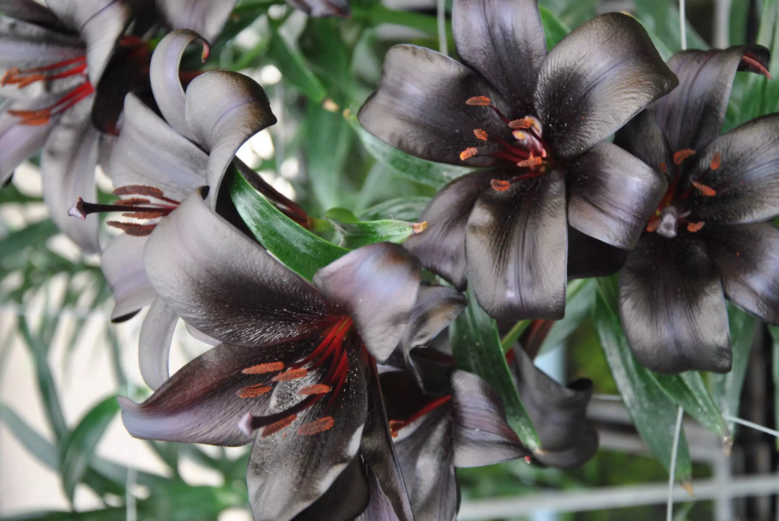 Lilium Montanum & Digitalis flower リトグラフ Lush lilies in the limelight • AIPH