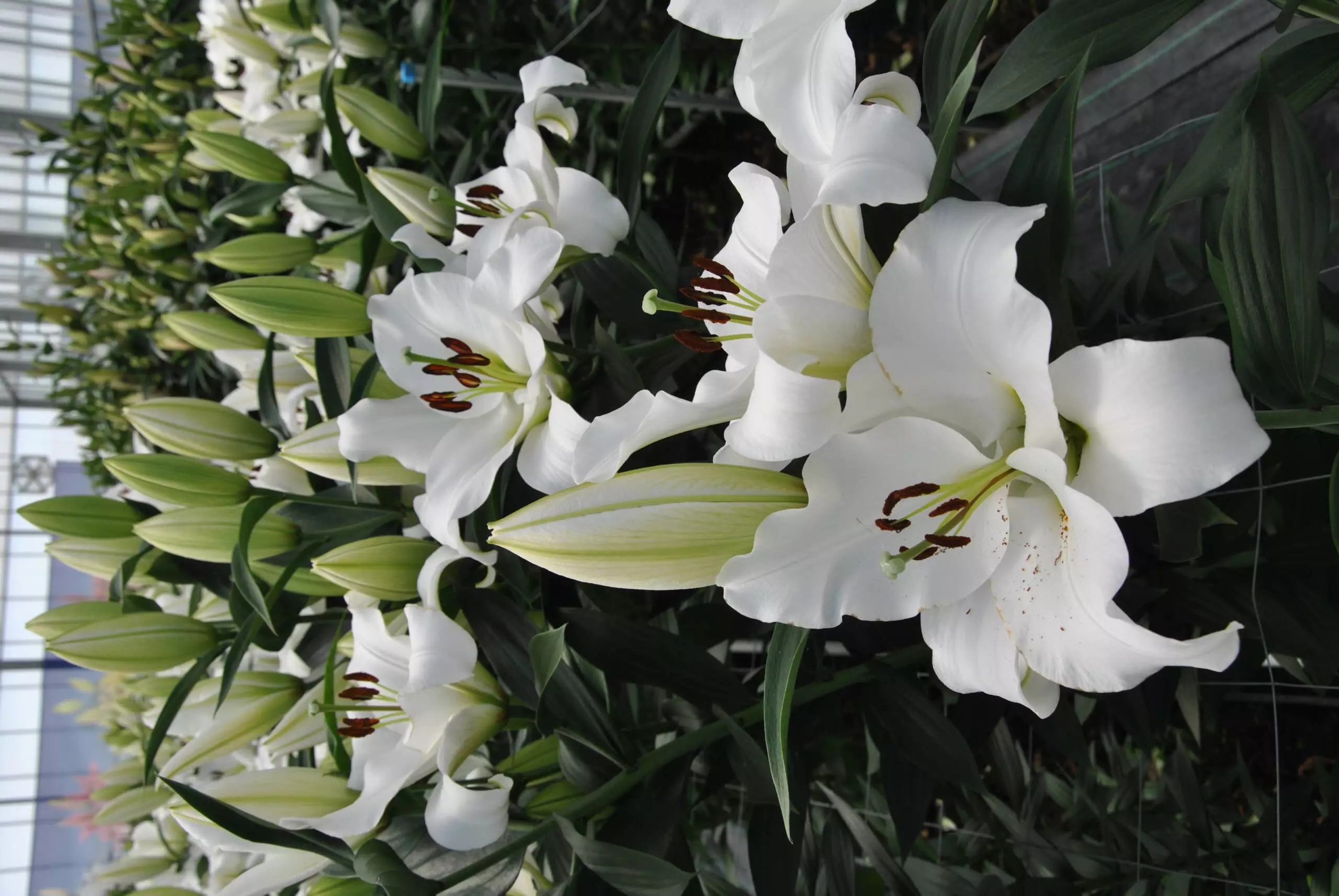 Lush lilies in the limelight • AIPH