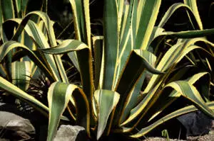 Agave americana