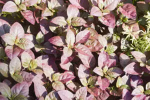 Alternanthera