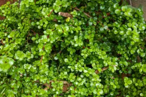 Portulacaria afra