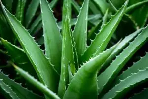 Aloe barbadensis