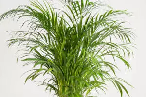Howea forsteriana