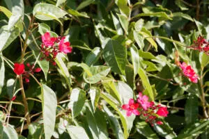 Jatropha integerrima