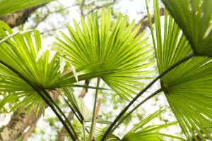 Livistona Chinensis