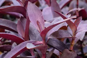 Tradescantia pallida