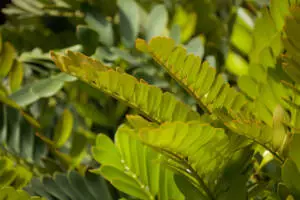 Zamia furfuracea