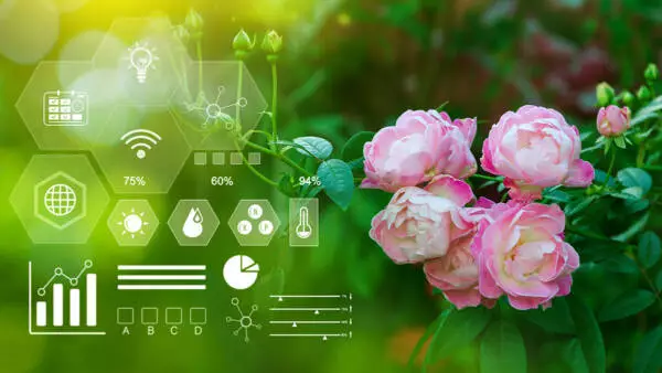 Rose flower, blooming flowers with infographics, Smart farming and precision agriculture with visual icon, digital technology agriculture and smart farming concept.