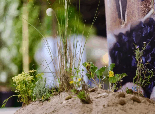 Close-up of native dune plants on display at Iberflora 2025, showing species used for coastal restoration and erosion control.
