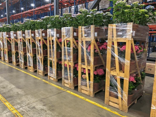 Potted hydrangeas stacked on shrink-wrapped wooden trolleys inside a large horticultural distribution warehouse.