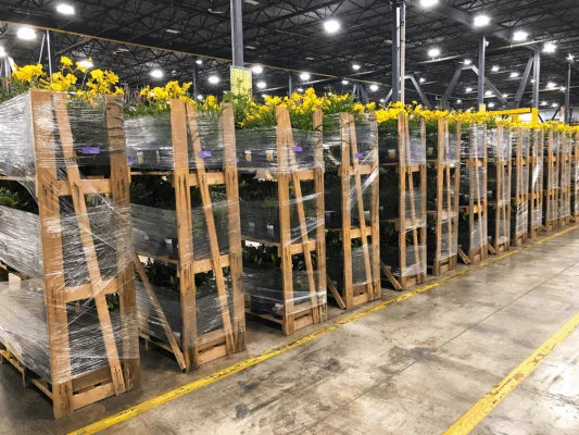 Wooden plant trolleys shrink-wrapped for transport, carrying trays of yellow flowering plants in a distribution facility.