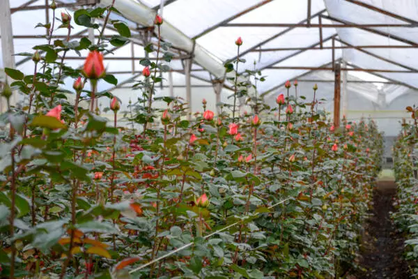 Rose plants in bud stage growing in rows inside a commercial greenhouse.
