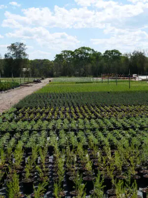 Rows of container-grown plants in outdoor production at Andreasens Green nursery