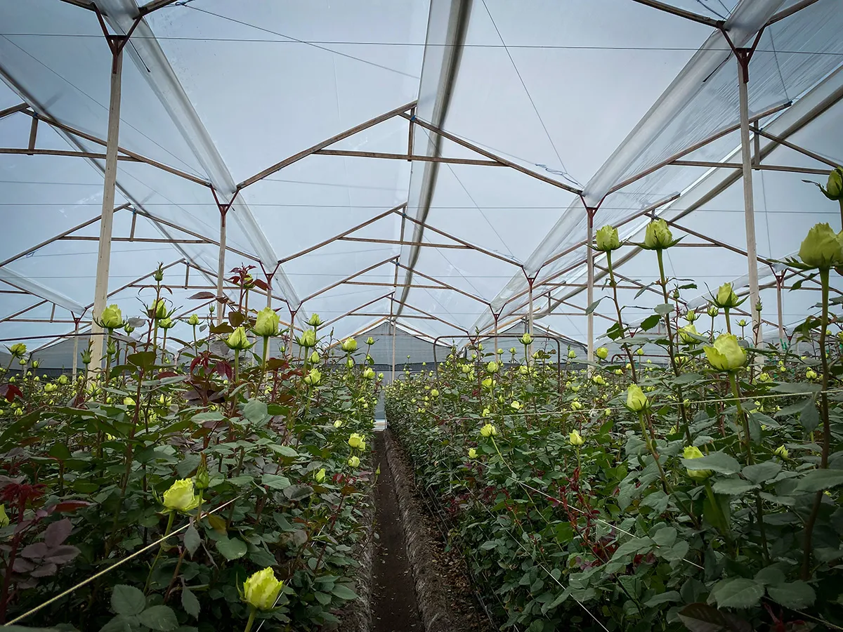Rows of rose plants growing inside a greenhouse at AYURÁ flower farm in Colombia.