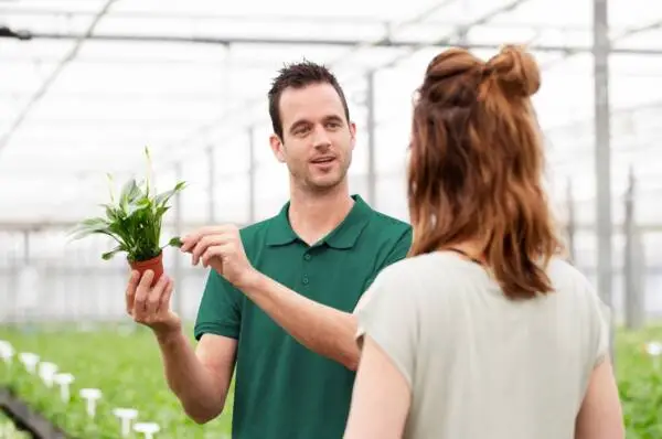 Pim van der Knaap assessing young Spathiphyllum plant quality in a controlled greenhouse production environment.