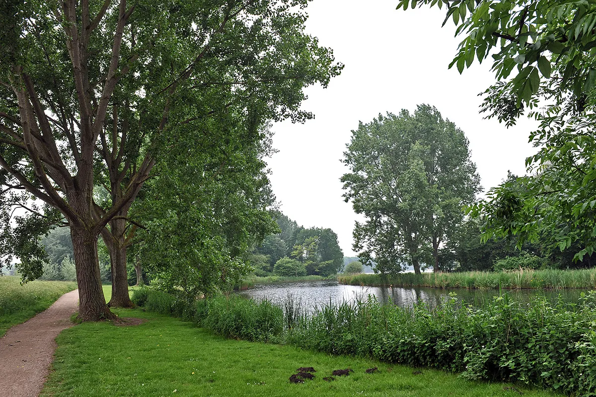Urban forest area De Delftse Hout with trees, water and natural vegetation
