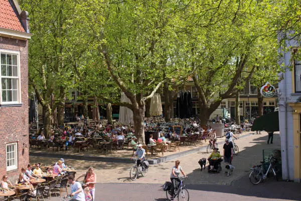 Tree-lined Beestenmarkt square in Delft with mature urban trees and outdoor seating