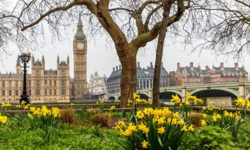 Spring daffodils in bloom beside the River Thames with the Palace of Westminster in London.