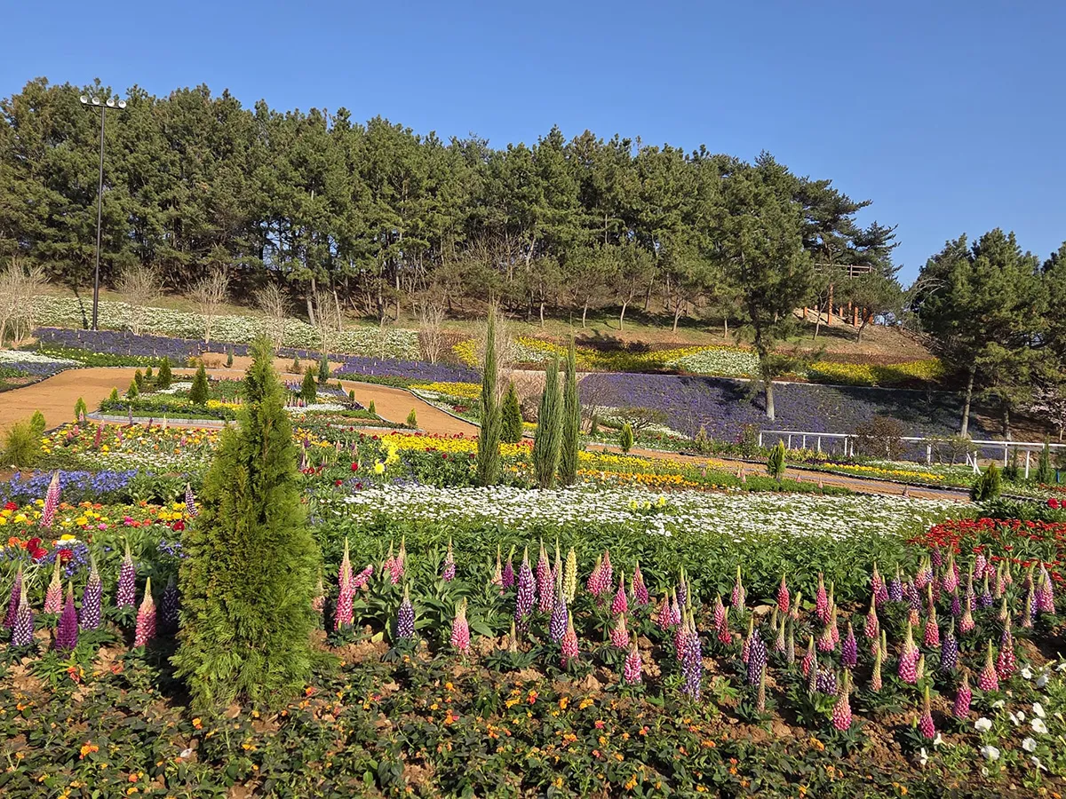 Layered flower beds and landscape planting at Taean Expo site