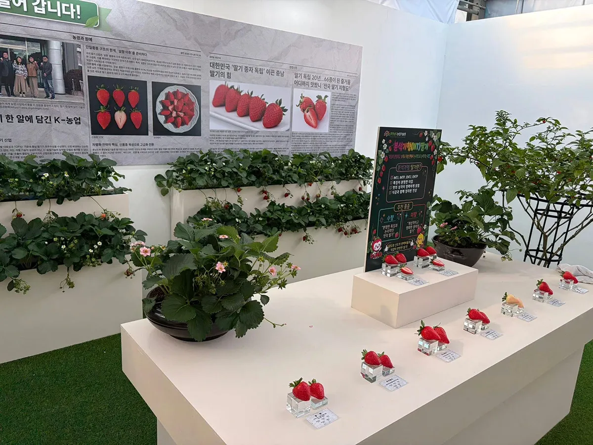 Strawberry cultivation display showcasing varieties and growing systems at Taean Expo 2026