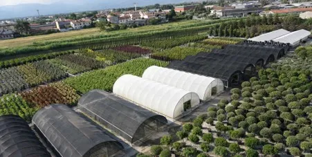 Ornamental plant production at Giorgio Tesi Group in the Pistoia nursery region, Italy.