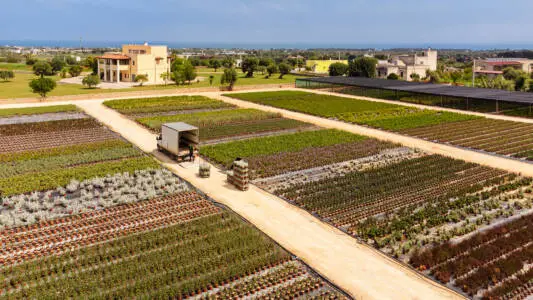 Drone shot of Vivai Capitanio Nursery in Italy