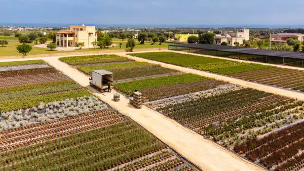 Drone shot of Vivai Capitanio Nursery in Italy